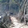 Root bridge