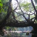 root bridge
