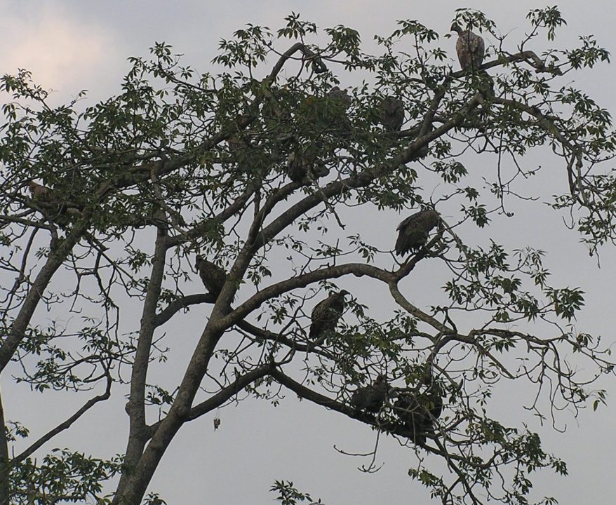 Vultures diminishing in numbers