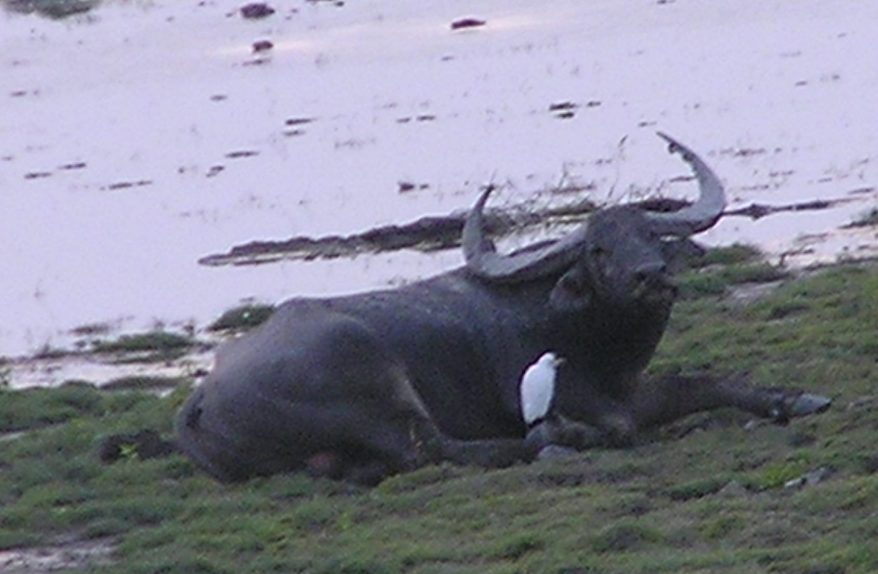 Water buffalo sunning by the beel
