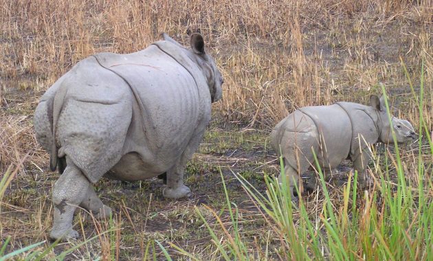 Rhinocerors