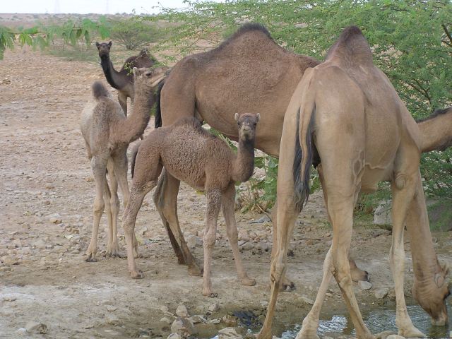 Untamed Camels