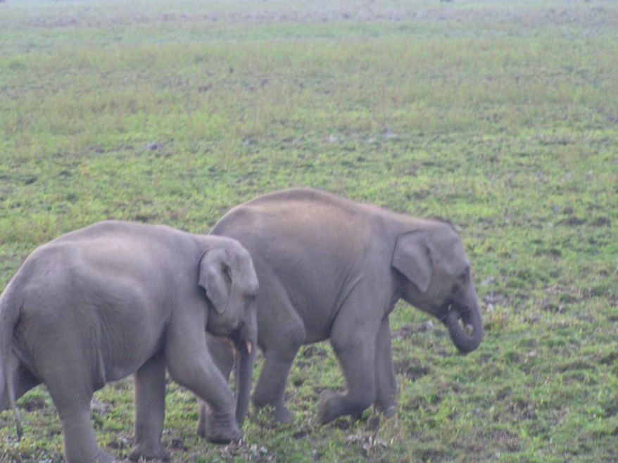 Babu and Rani...the baby elephants