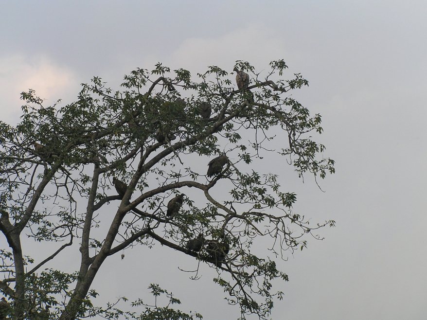 vultures