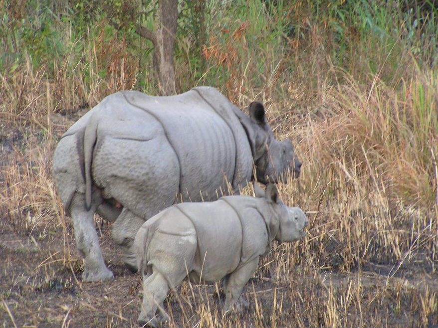 Mommy and baby Rhino