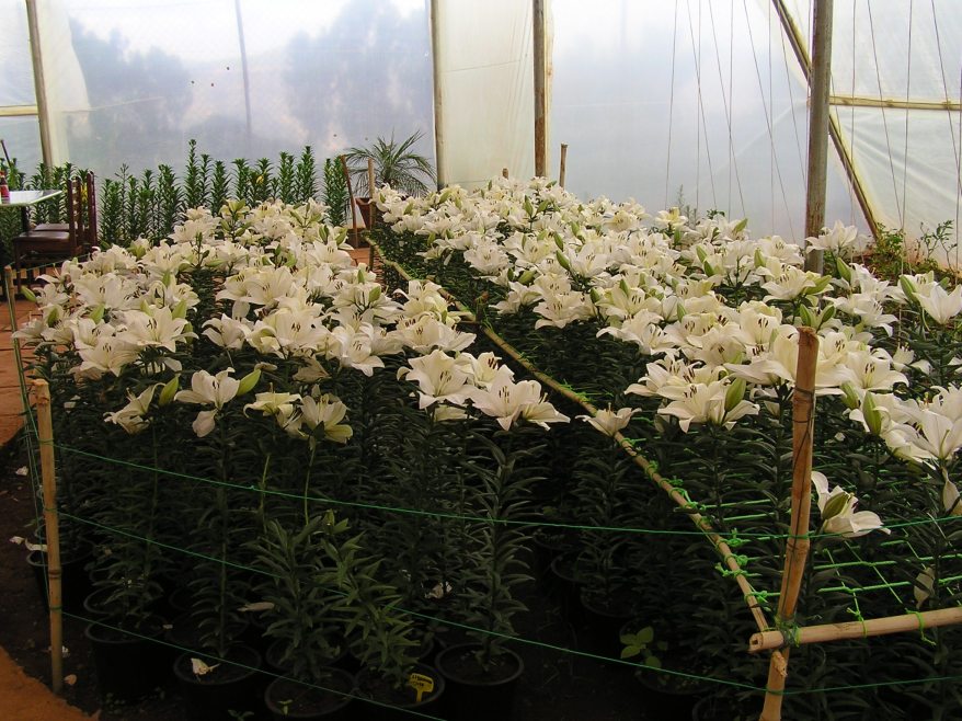 Cultivated Tiger lilies