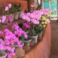 Orchids