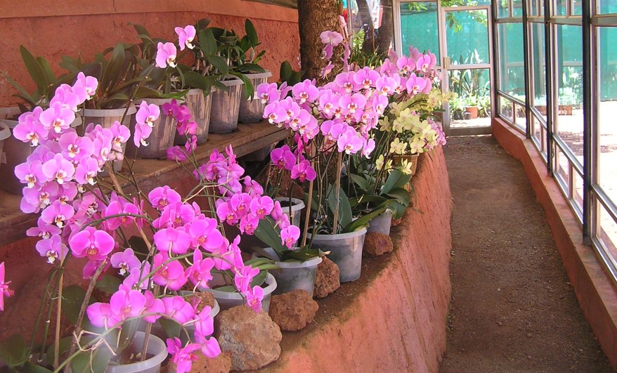 Orchid cultivation