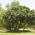 Cool shade of Frangipani&nbsp;tree
