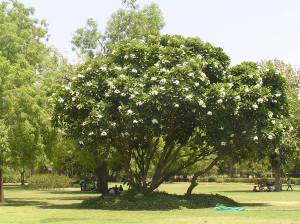 Cool shade of Frangipani tree