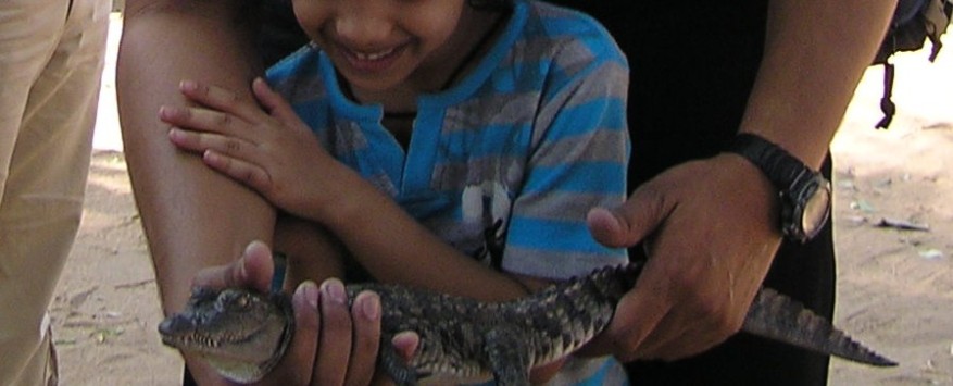 With Crocodile baby
