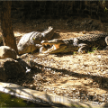 Pond for Crocodiles