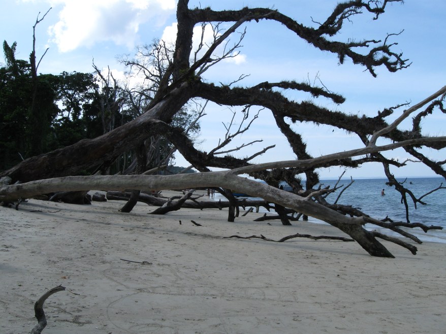 Fallen trees at the Elephant Beach 