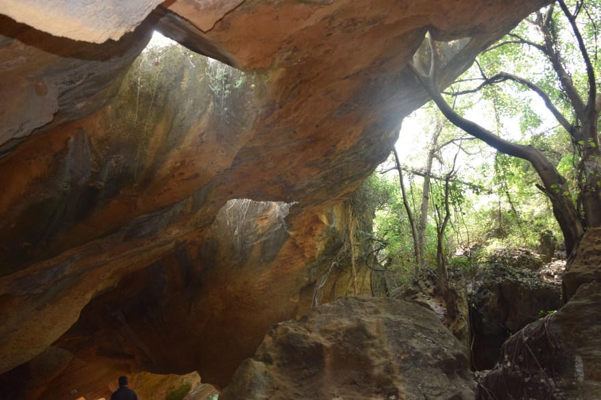 Caves have trees growing inside them