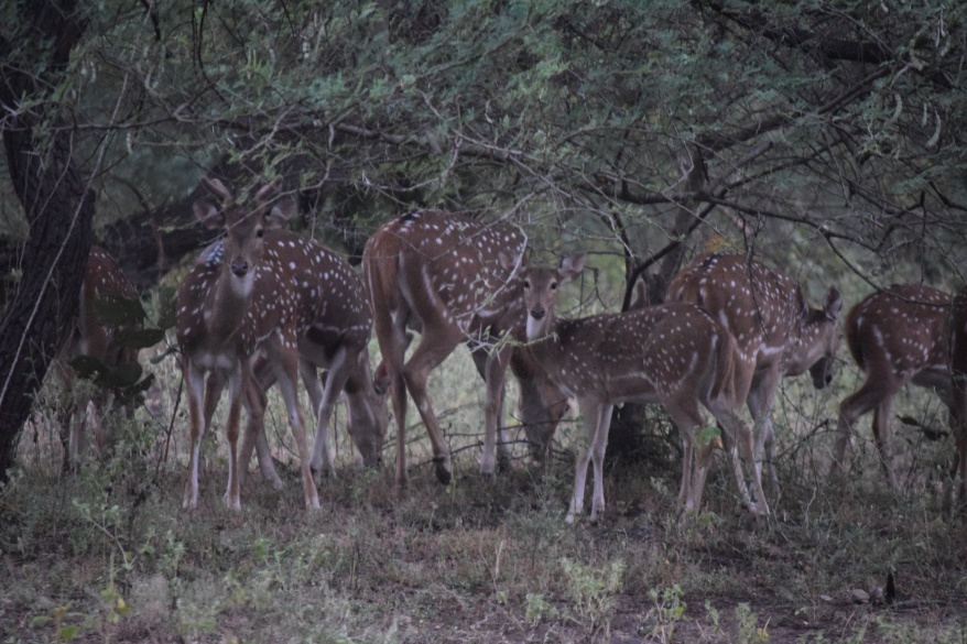curious at our intrusion; the spotted deer 