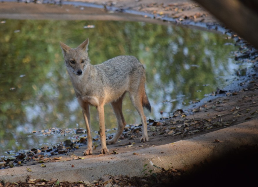 Golden Jackal at a man-made watering hole