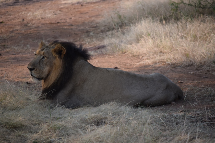 One of the lion who was forced out from deep forest for visitors