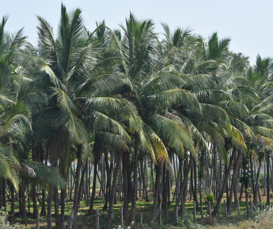 Coconut grove...so near yet so far