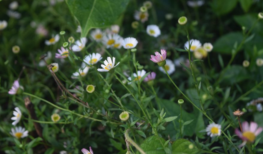 Free of fear, happiness blossoms