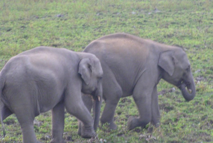 Babu and Rani playing 