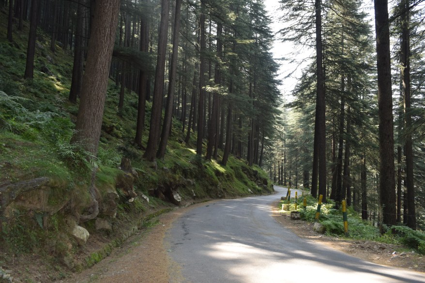 Sun and the Conifers