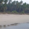 Coconut palms at&nbsp;Velneshwar