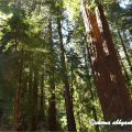 redwood