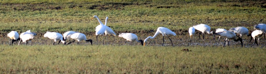 Black headed Ibis