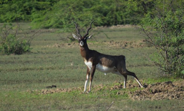Black buck