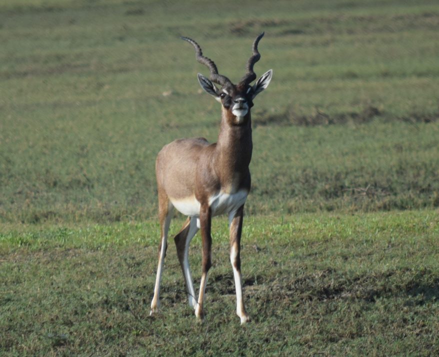 Black buck