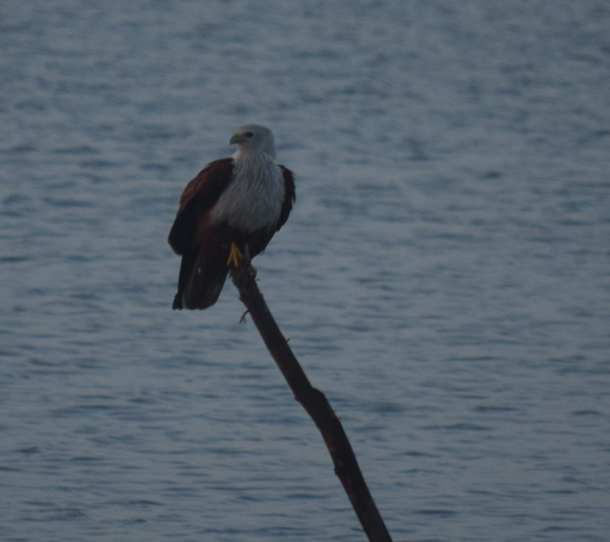 Brahminy Kite