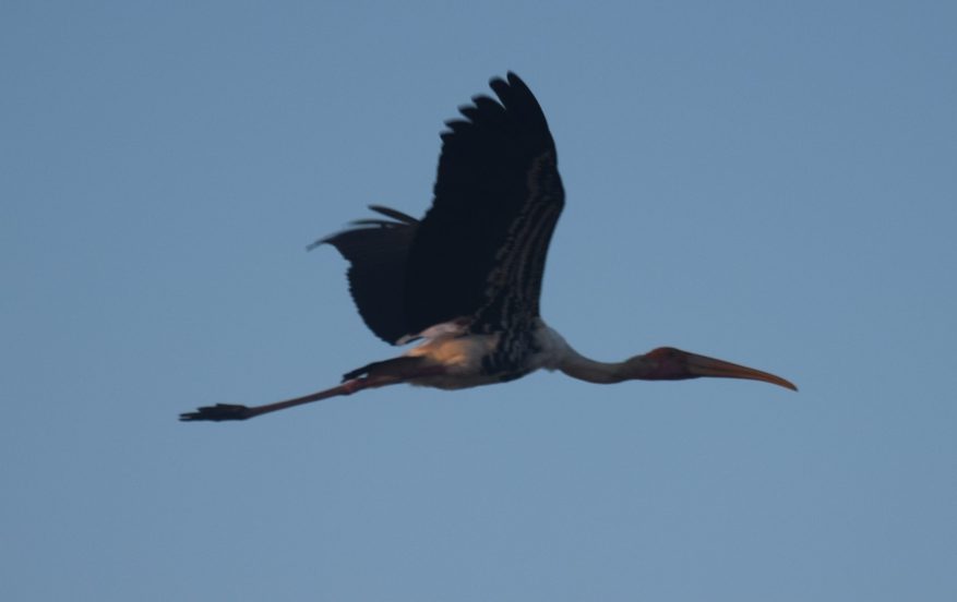 Painted Stork in flight