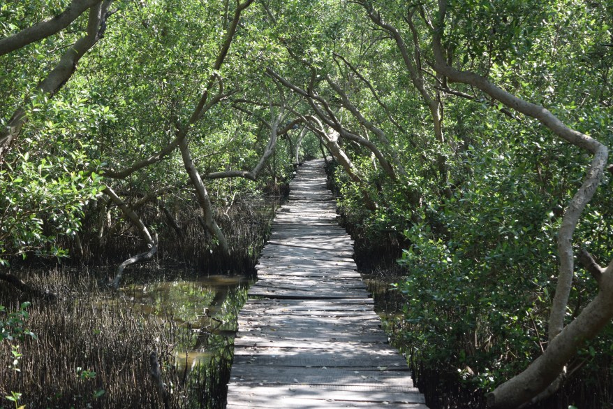Pathway straddling the muddy grove bottom...mysterious, exciting and adventurous