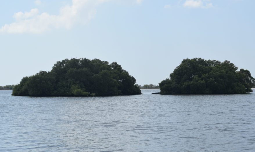 Mangrove islands