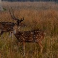 Spotted deer in&nbsp;Park