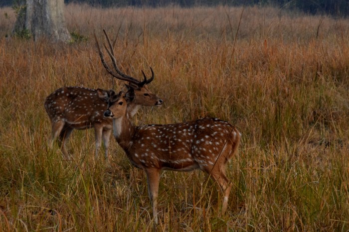 Spotted deer in the park