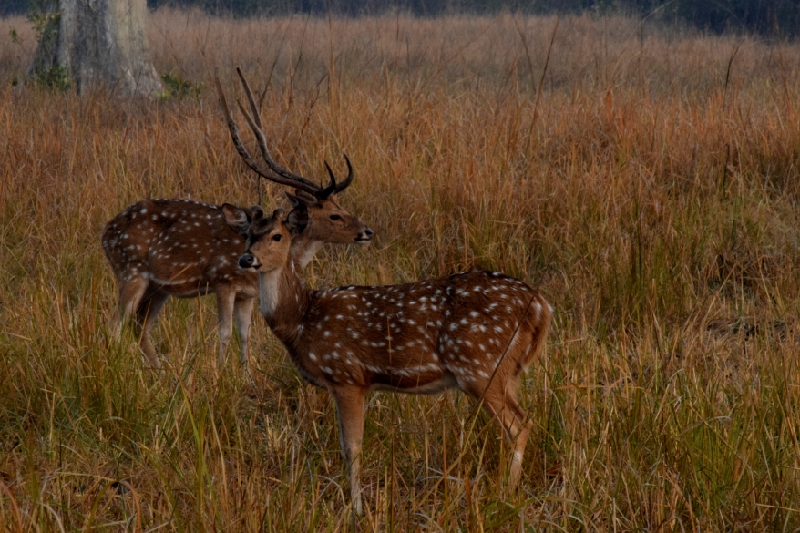 Spotted deer in the park