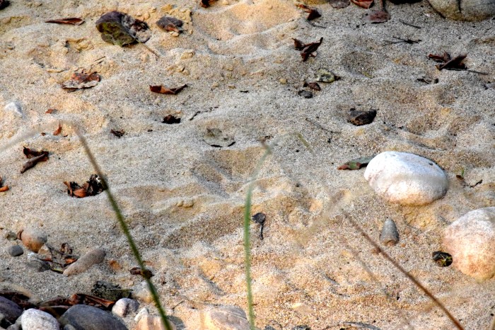 Paw print of tigress