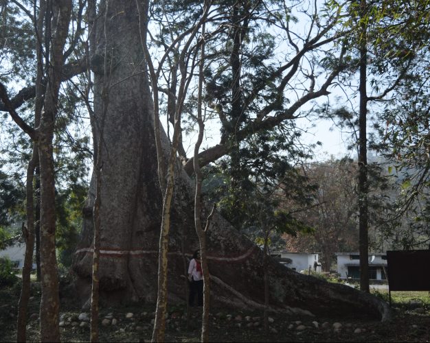 Age old tree stands testimony of times gone by
