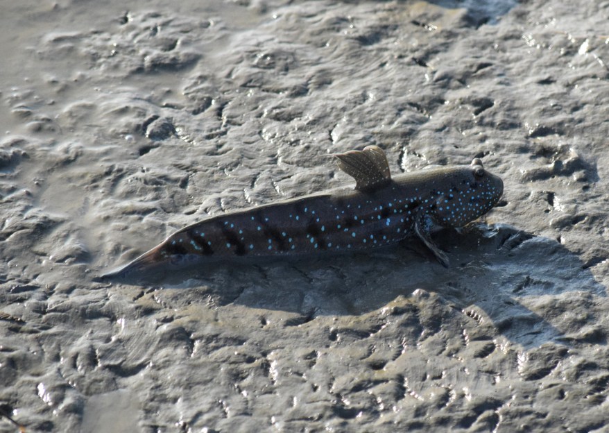 Amphibian Fish Mudskipper
