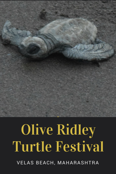 Olive Ridley Turtle Festival