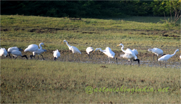 Cranes and Black headed Ibis at Muthupet Wildlife and Bird Sanctuary
