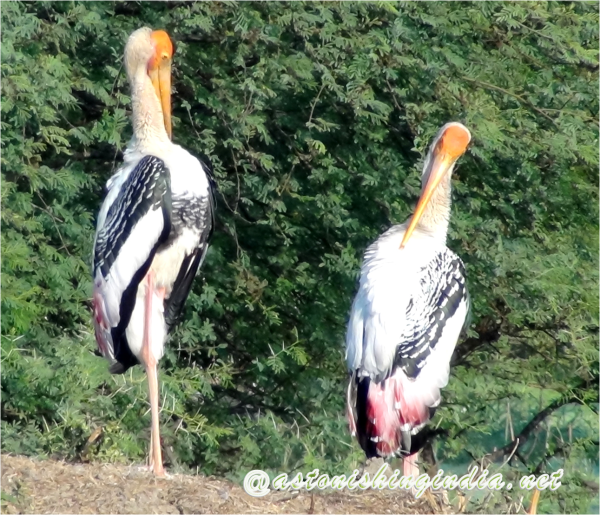 Painted Stork At Keoladeo National Park