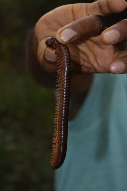 A large fat centipede