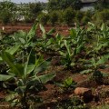 Banana plantation