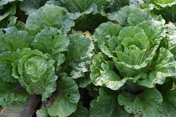 A cabbage patch