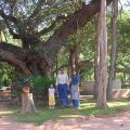 Banyan tree