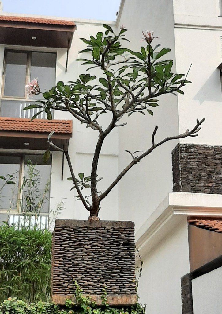 Planters Made Of Stone Chips