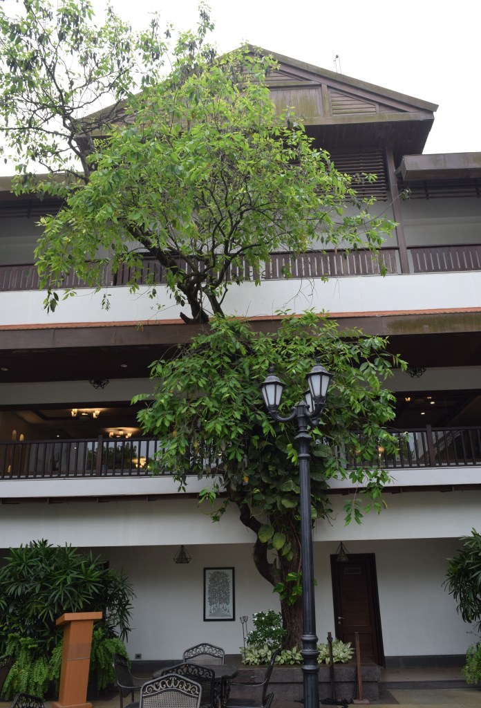 Image of tree through the roof