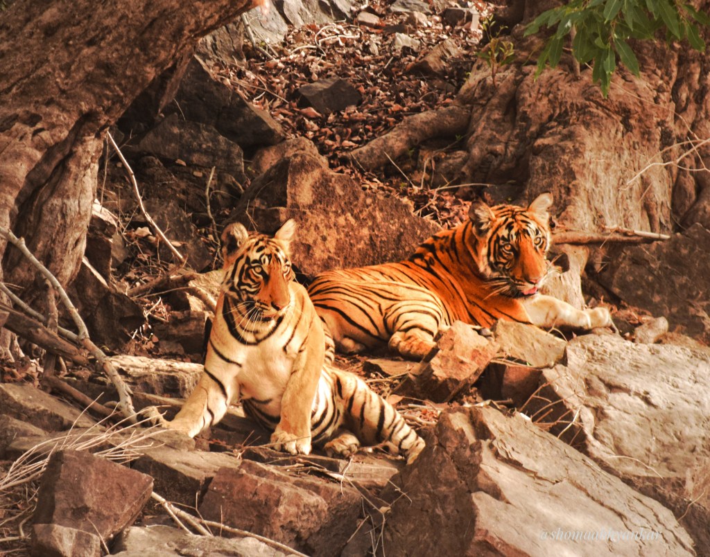 Two tiger cubs sitting near water stream at Ranthambore Park